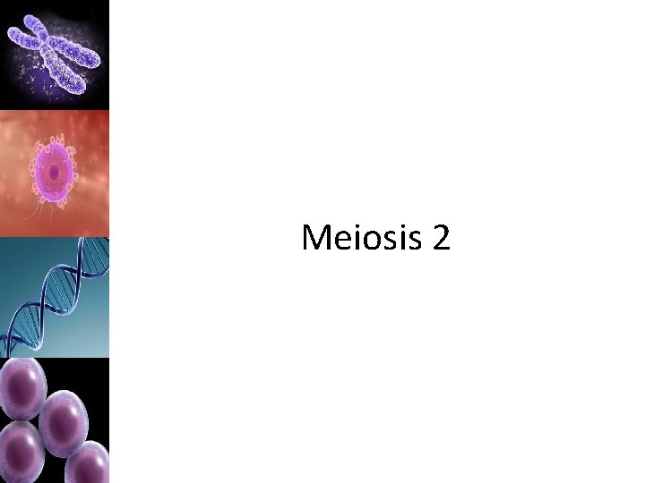 Meiosis 2 