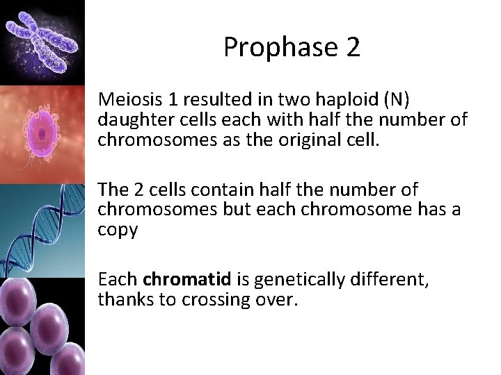 Prophase 2 Meiosis 1 resulted in two haploid (N) daughter cells each with half
