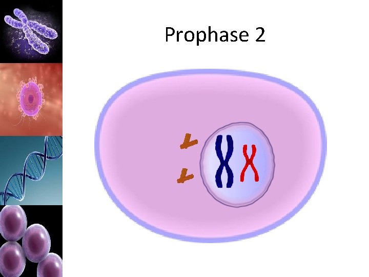 Prophase 2 