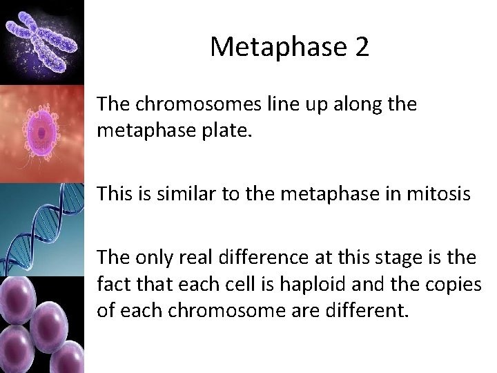 Metaphase 2 The chromosomes line up along the metaphase plate. This is similar to