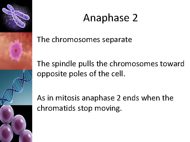 Anaphase 2 The chromosomes separate The spindle pulls the chromosomes toward opposite poles of