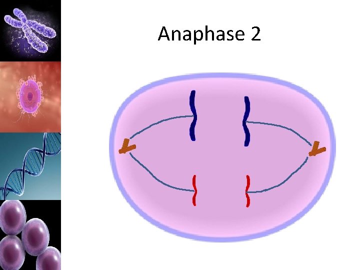 Anaphase 2 