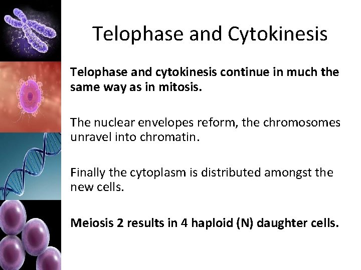 Telophase and Cytokinesis Telophase and cytokinesis continue in much the same way as in