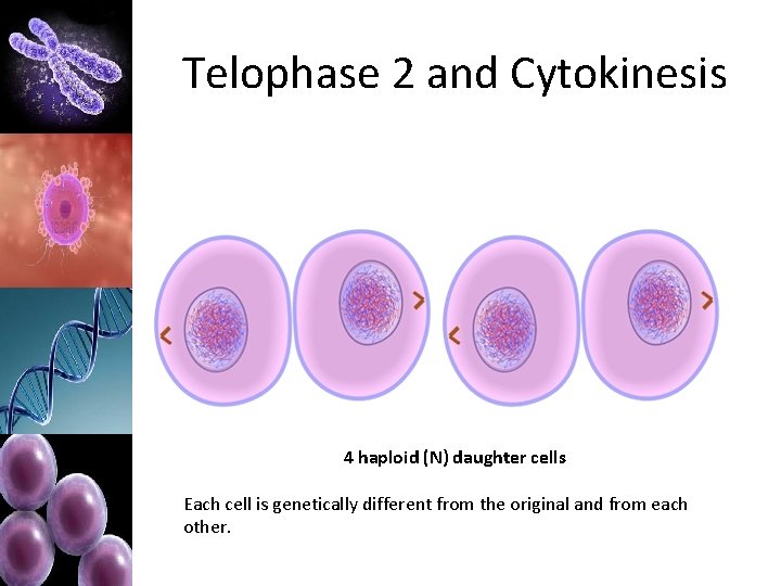 Telophase 2 and Cytokinesis 4 haploid (N) daughter cells Each cell is genetically different