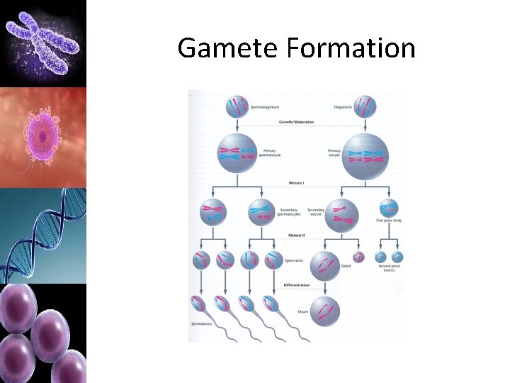 Gamete Formation 