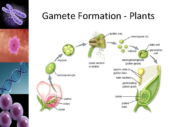 Gamete Formation - Plants 