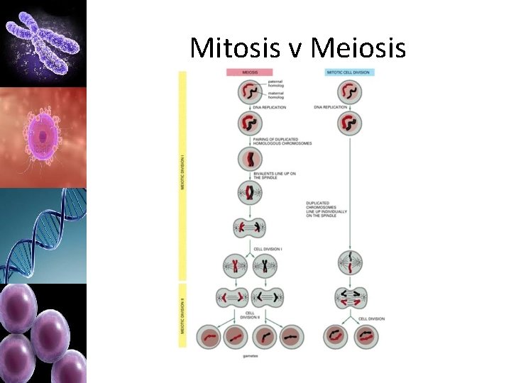 Mitosis v Meiosis 