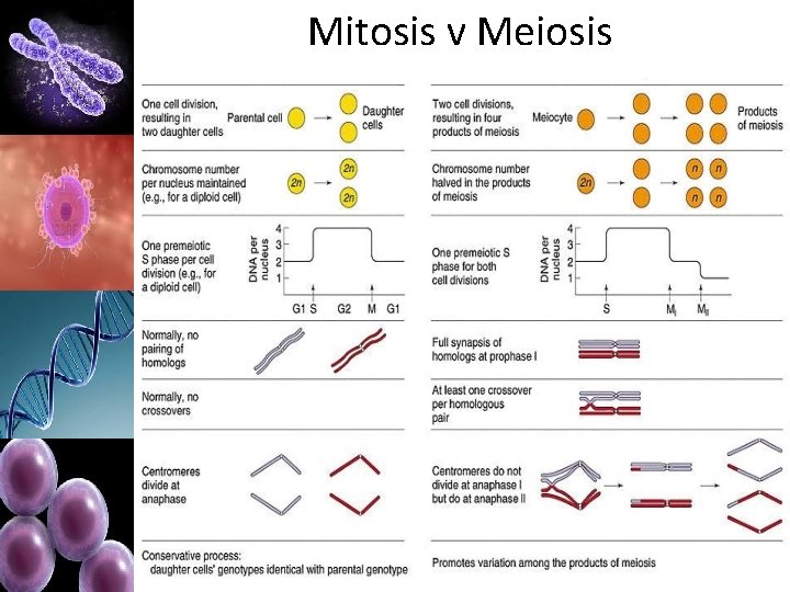Mitosis v Meiosis 