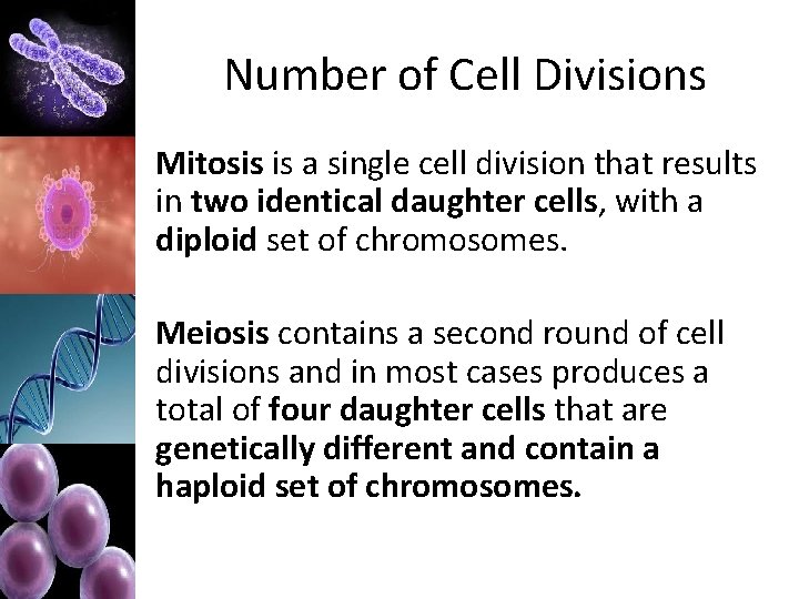 Number of Cell Divisions Mitosis is a single cell division that results in two