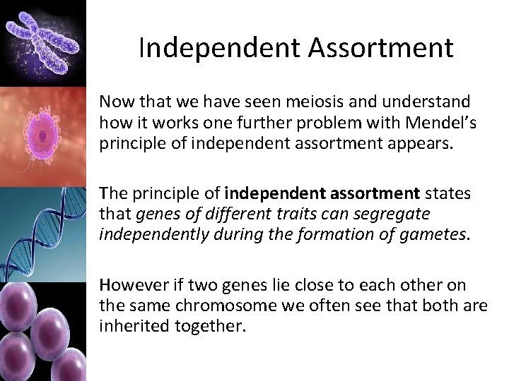 Independent Assortment Now that we have seen meiosis and understand how it works one