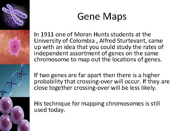 Gene Maps In 1911 one of Moran Hunts students at the University of Colombia