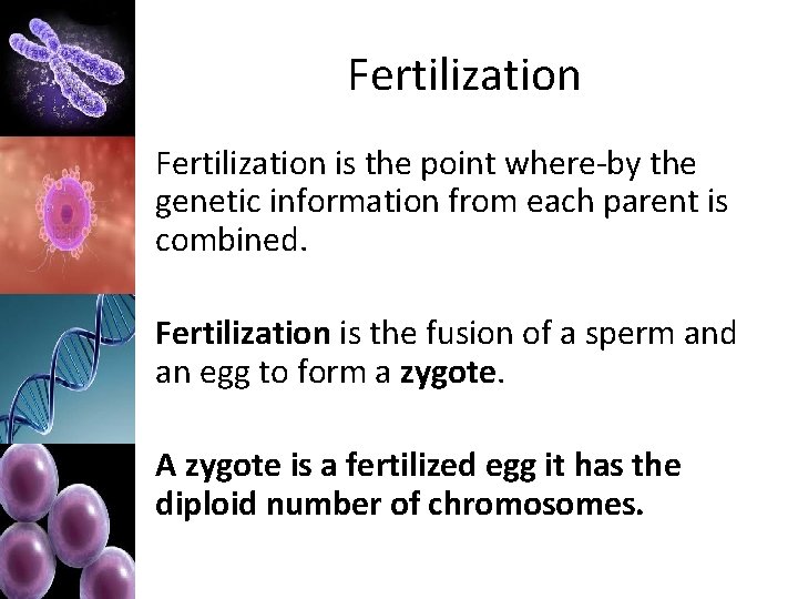 Fertilization is the point where-by the genetic information from each parent is combined. Fertilization