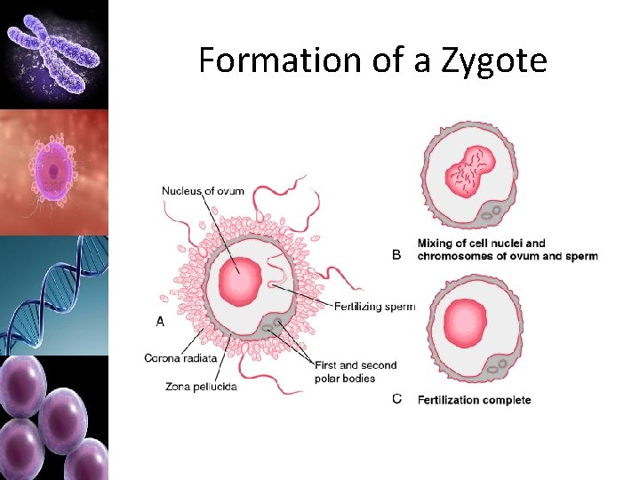 Formation of a Zygote 