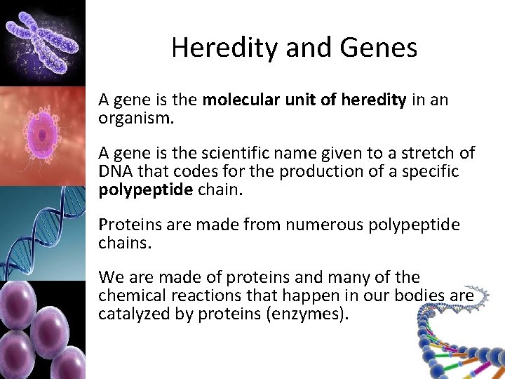 Heredity and Genes A gene is the molecular unit of heredity in an organism.