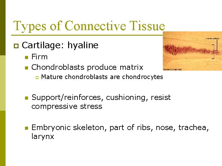 Types of Connective Tissue p Cartilage: hyaline n n Firm Chondroblasts produce matrix p