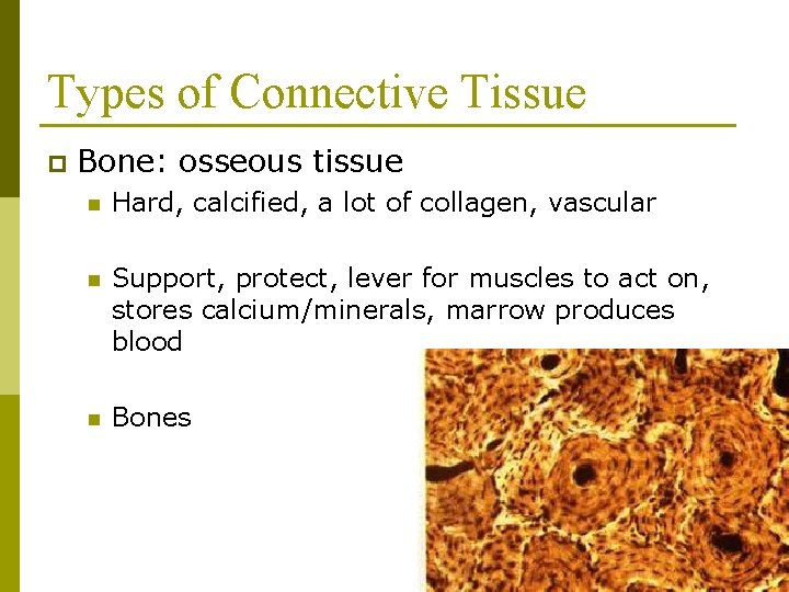 Types of Connective Tissue p Bone: osseous tissue n Hard, calcified, a lot of