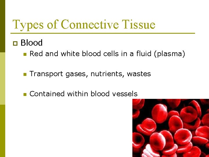 Types of Connective Tissue p Blood n Red and white blood cells in a