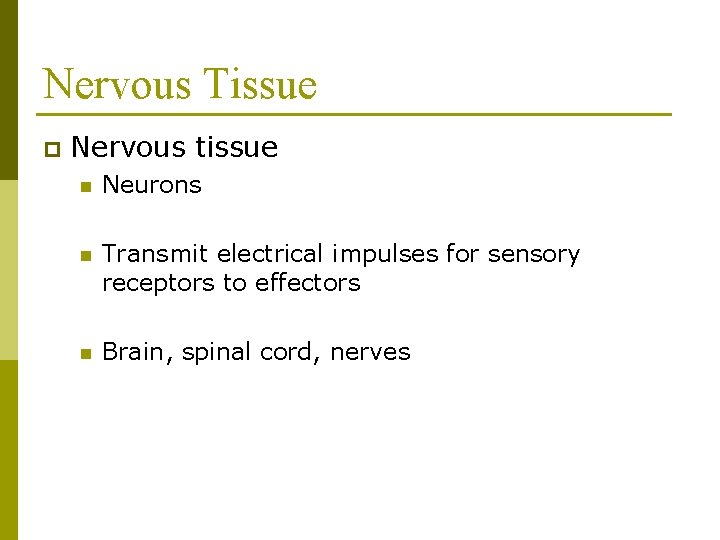 Nervous Tissue p Nervous tissue n Neurons n Transmit electrical impulses for sensory receptors