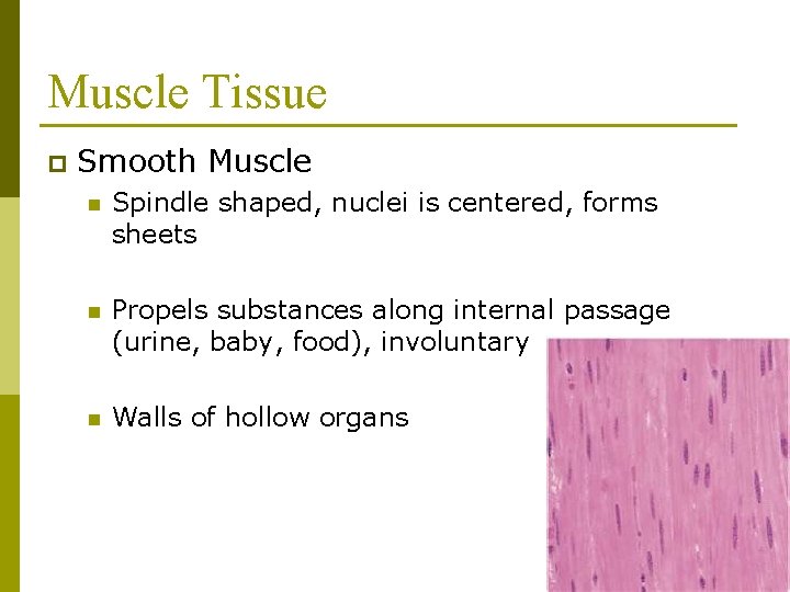 Muscle Tissue p Smooth Muscle n Spindle shaped, nuclei is centered, forms sheets n