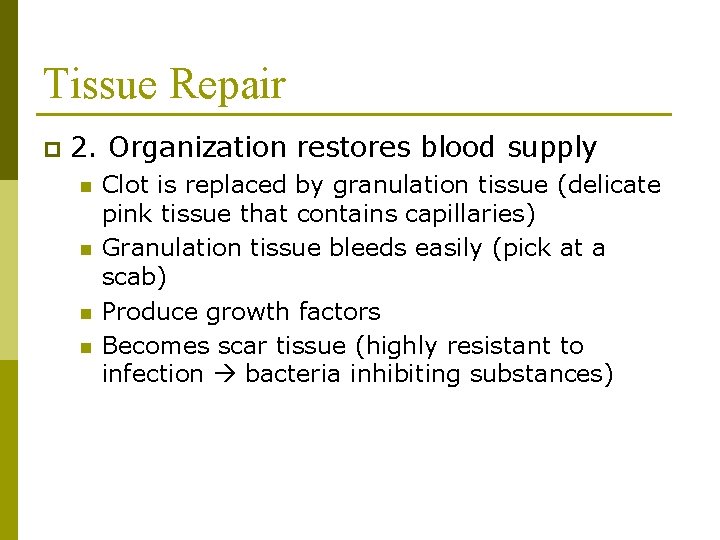 Tissue Repair p 2. Organization restores blood supply n n Clot is replaced by