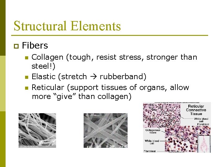 Structural Elements p Fibers n n n Collagen (tough, resist stress, stronger than steel!)