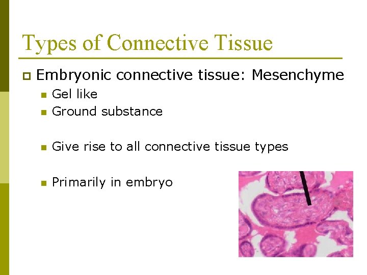 Types of Connective Tissue p Embryonic connective tissue: Mesenchyme n Gel like Ground substance