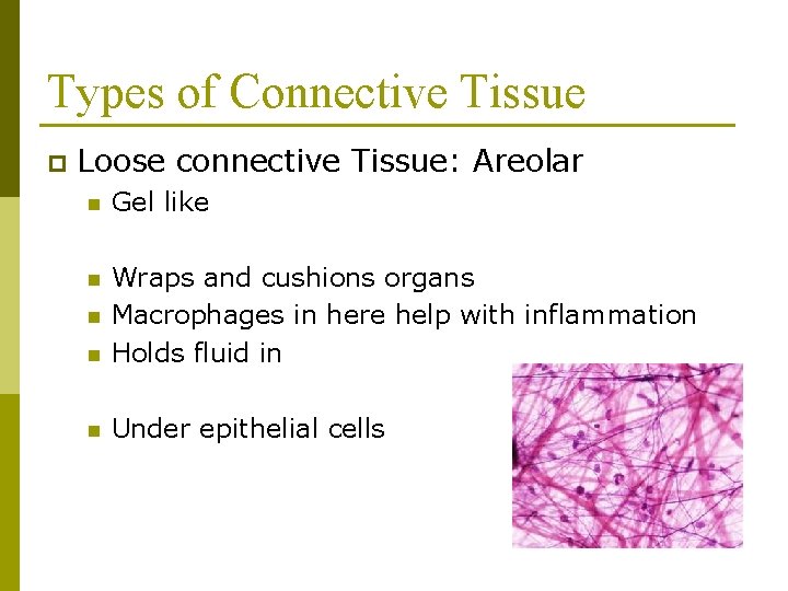 Types of Connective Tissue p Loose connective Tissue: Areolar n Gel like n n