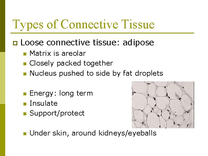 Types of Connective Tissue p Loose connective tissue: adipose n n n Matrix is