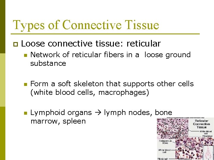 Types of Connective Tissue p Loose connective tissue: reticular n Network of reticular fibers