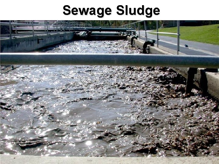 Sewage Sludge 