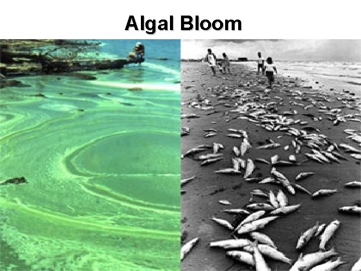 Algal Bloom 