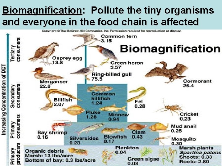 Biomagnification: Pollute the tiny organisms and everyone in the food chain is affected 