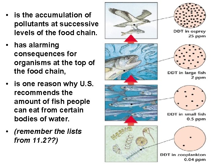  • is the accumulation of pollutants at successive levels of the food chain.