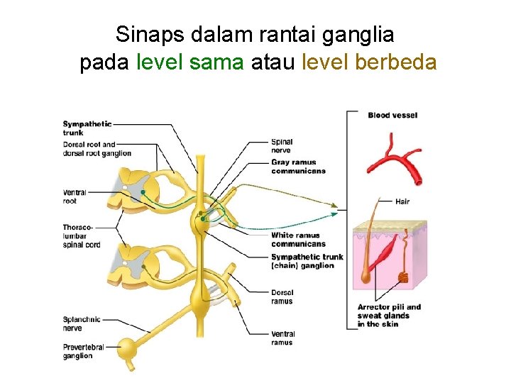 Sinaps dalam rantai ganglia pada level sama atau level berbeda 16 