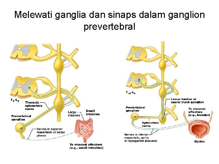 Melewati ganglia dan sinaps dalam ganglion prevertebral 17 