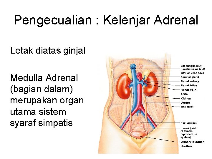 Pengecualian : Kelenjar Adrenal Letak diatas ginjal Medulla Adrenal (bagian dalam) merupakan organ utama