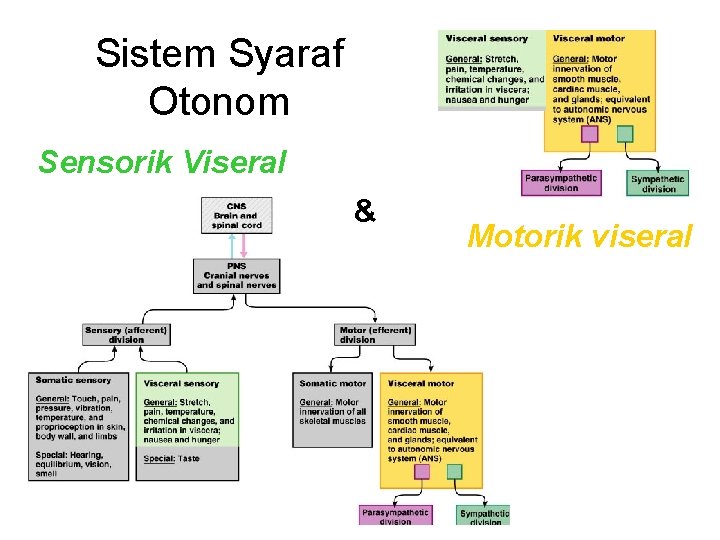 Sistem Syaraf Otonom Sensorik Viseral & Motorik viseral 