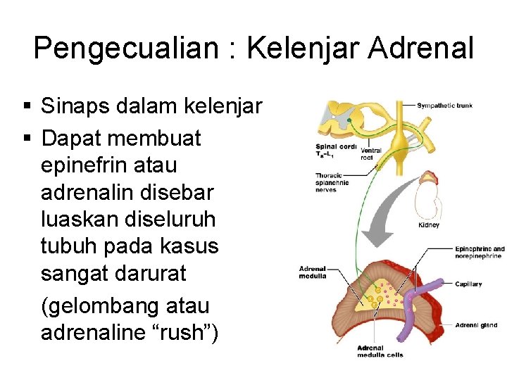 Pengecualian : Kelenjar Adrenal § Sinaps dalam kelenjar § Dapat membuat epinefrin atau adrenalin