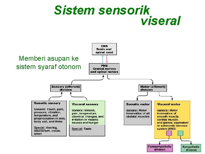 Sistem sensorik viseral Memberi asupan ke sistem syaraf otonom 22 