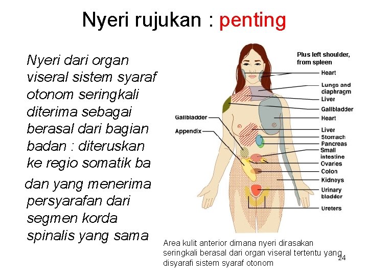 Nyeri rujukan : penting Nyeri dari organ viseral sistem syaraf otonom seringkali diterima sebagai