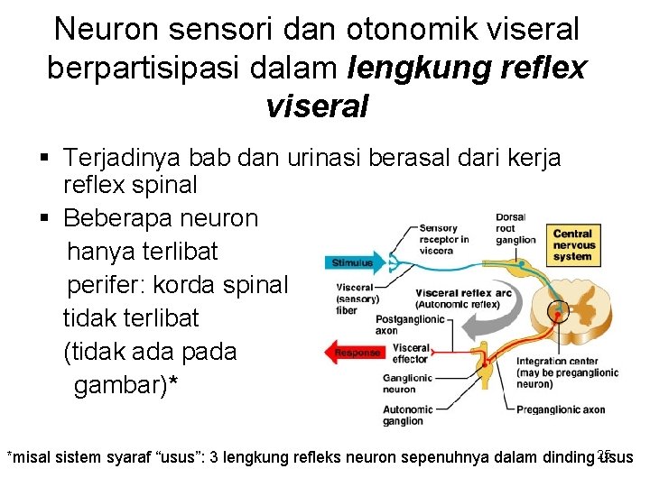 Neuron sensori dan otonomik viseral berpartisipasi dalam lengkung reflex viseral § Terjadinya bab dan