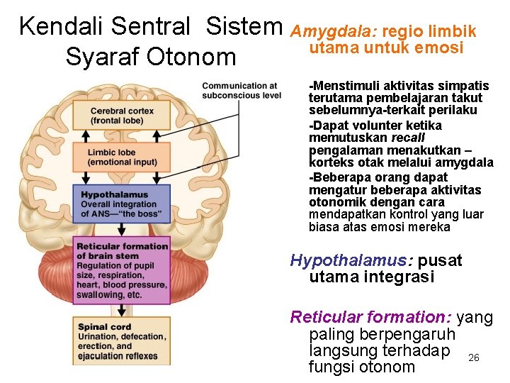 Kendali Sentral Sistem Amygdala: regio limbik utama untuk emosi Syaraf Otonom -Menstimuli aktivitas simpatis