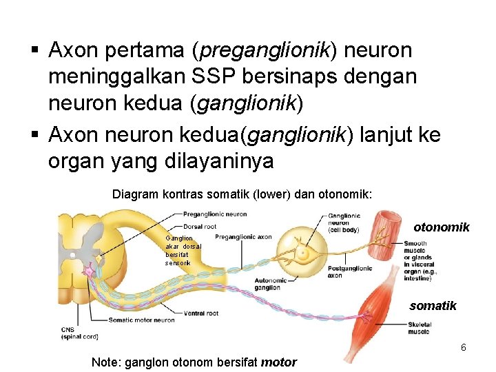 § Axon pertama (preganglionik) neuron meninggalkan SSP bersinaps dengan neuron kedua (ganglionik) § Axon