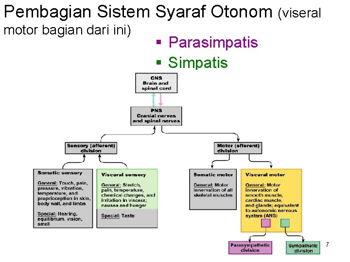 Pembagian Sistem Syaraf Otonom (viseral motor bagian dari ini) § Parasimpatis § Simpatis 7