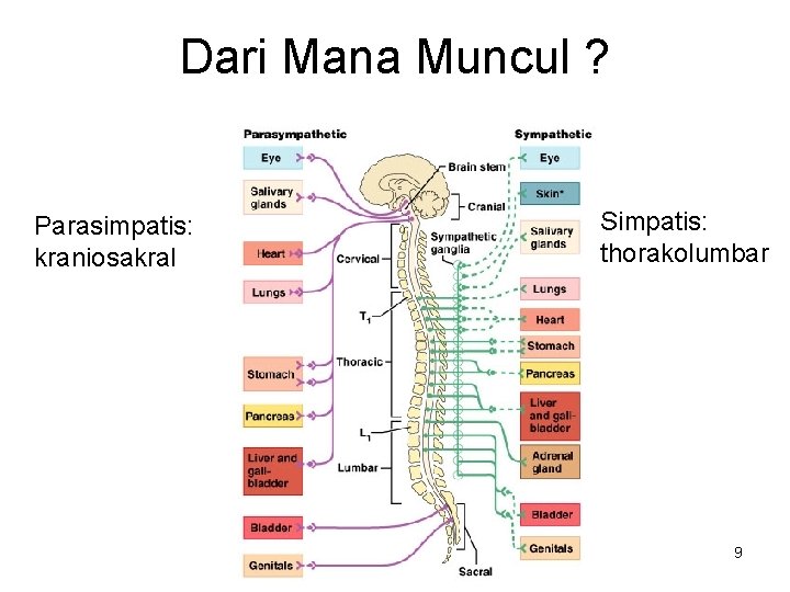 Dari Mana Muncul ? Parasimpatis: kraniosakral Simpatis: thorakolumbar 9 