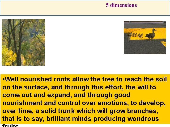 5 dimensions • Well nourished roots allow the tree to reach the soil on