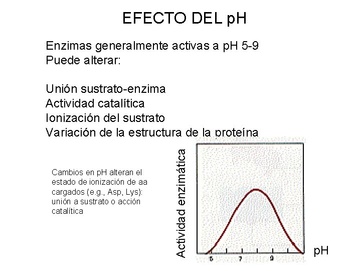 EFECTO DEL p. H Enzimas generalmente activas a p. H 5 -9 Puede alterar: