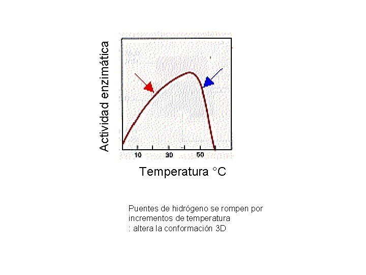 Actividad enzimática Temperatura °C Puentes de hidrógeno se rompen por incrementos de temperatura :