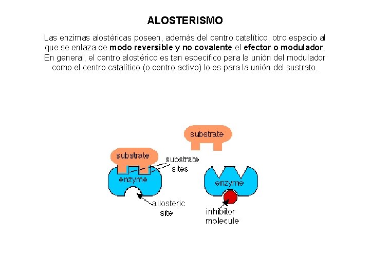 ALOSTERISMO Las enzimas alostéricas poseen, además del centro catalítico, otro espacio al que se