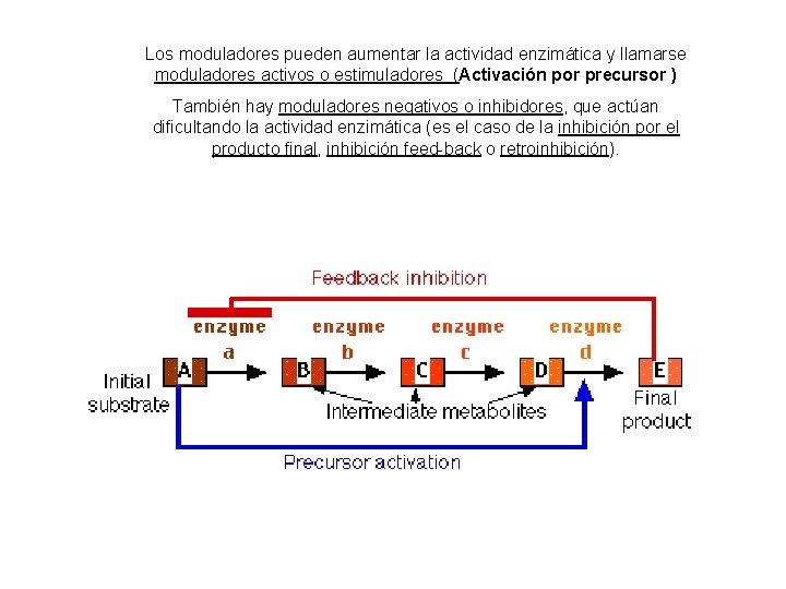 Los moduladores pueden aumentar la actividad enzimática y llamarse moduladores activos o estimuladores (Activación